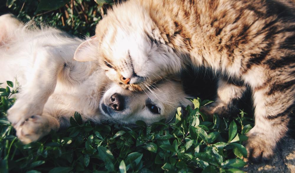 Cleaning pets with coffee