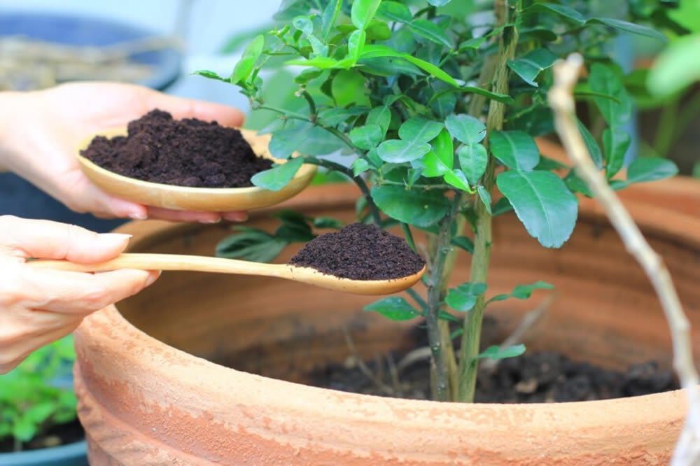 Coffee grounds in the garden