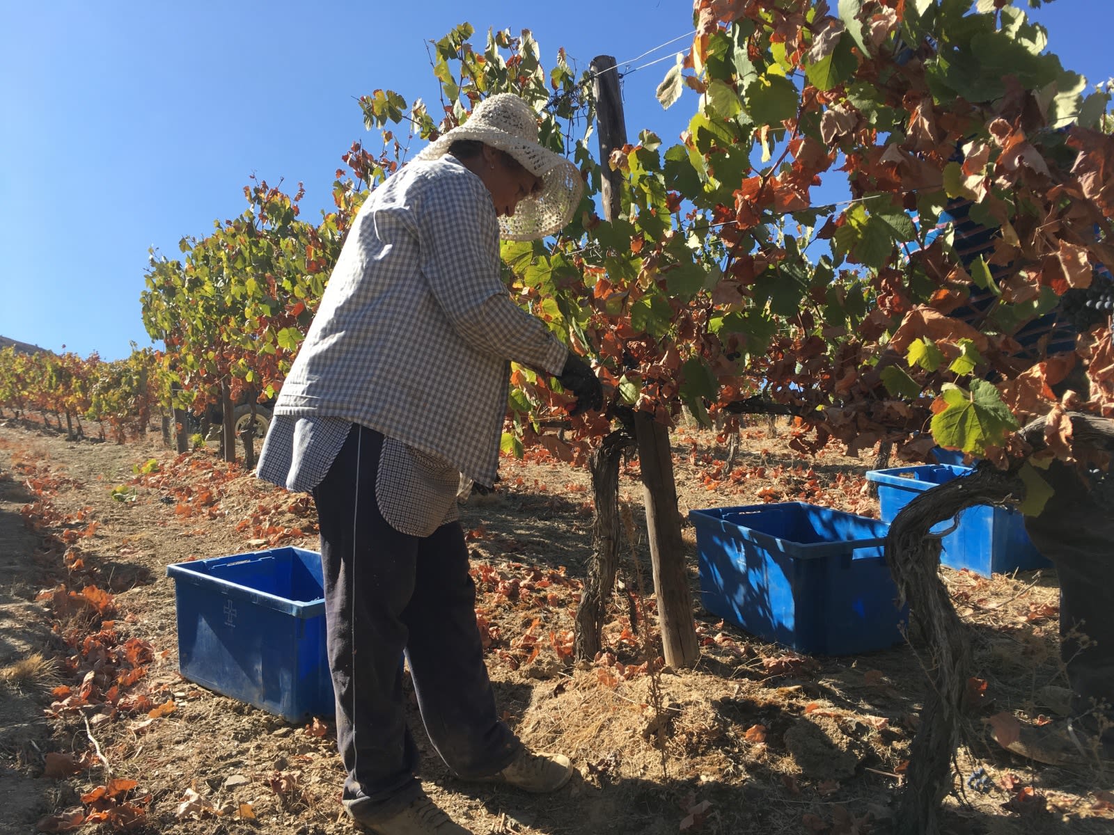 Foodie and sustainable wine, Hong Kong